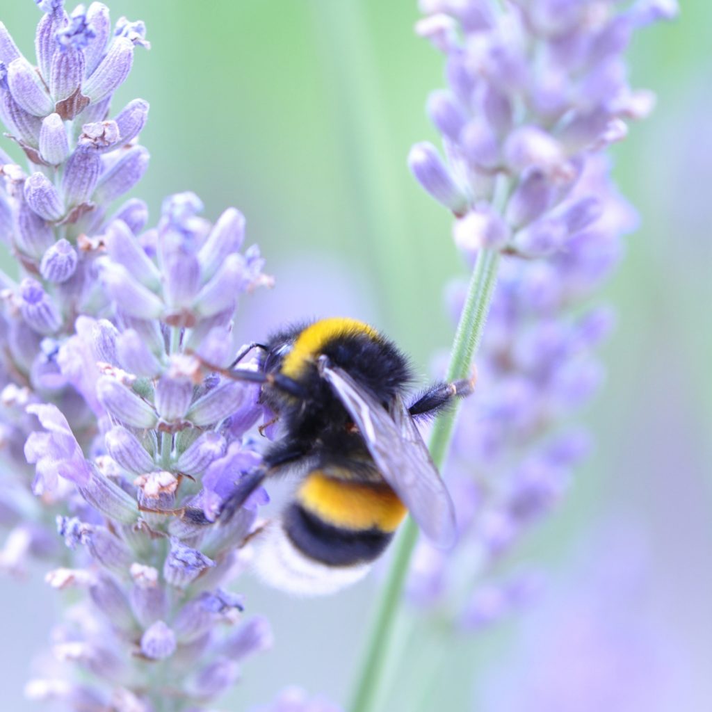 nature-bee-flower