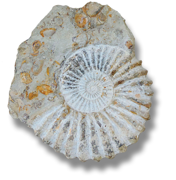 1-1-ammonit-isolated
